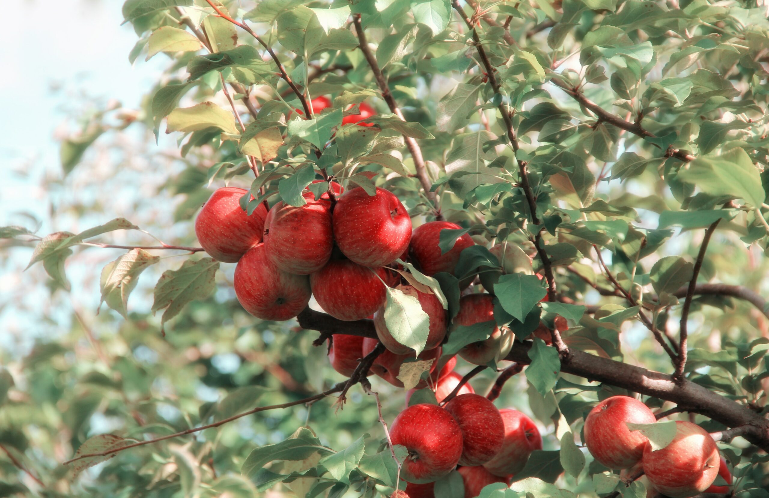 fall apple picking